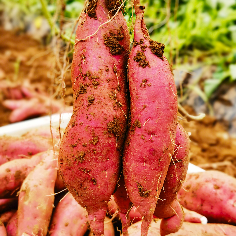 舜乡情山西旱地白心板栗红薯新鲜 农家地瓜粉糯红皮白心番薯5斤