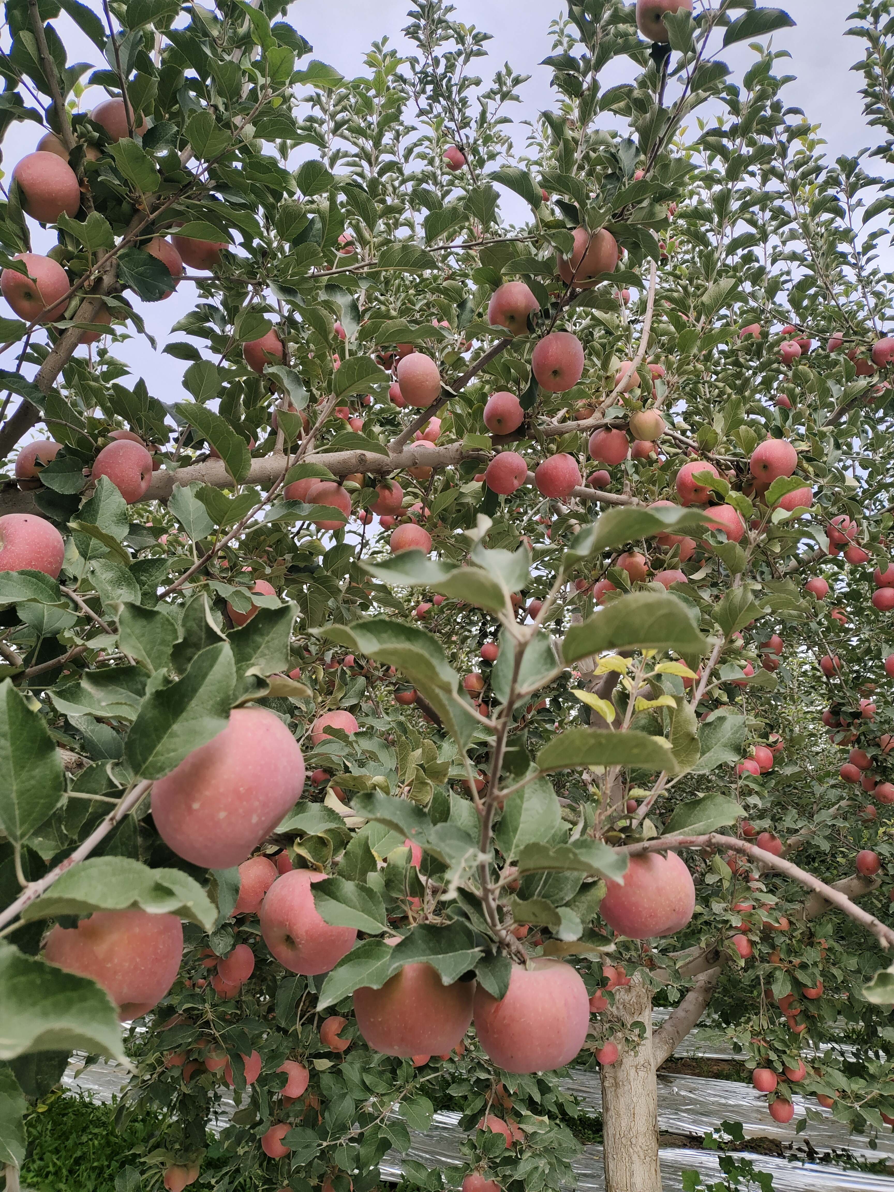 红富士 冰糖心 阿克苏红富士冰糖心苹果 产地果农自种自销