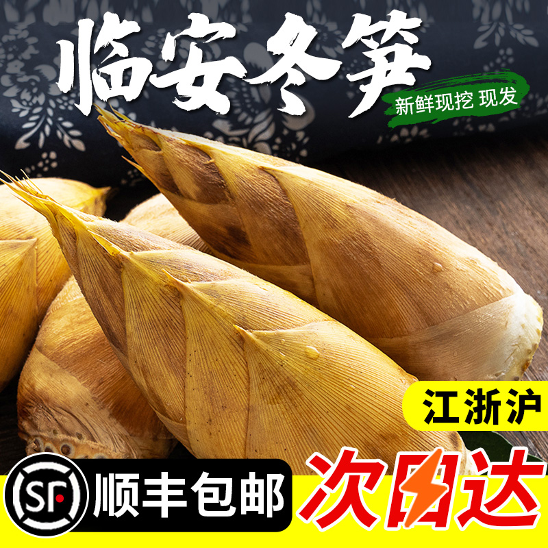 2025精选临安天目冬笋新鲜现挖现发高山黄泥冬笋毛竹笋两头尖竹笋
