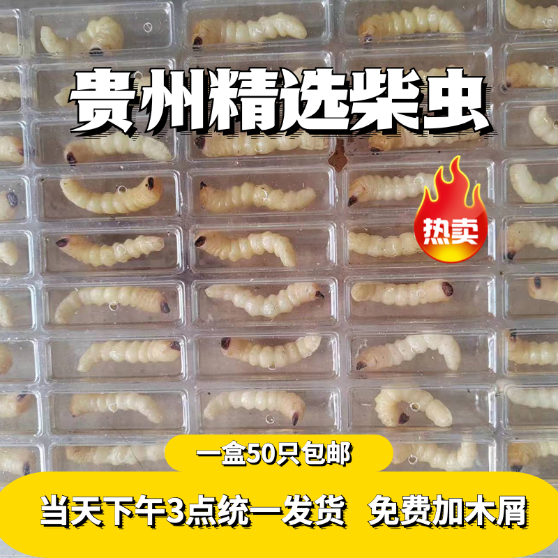 野生小头柴虫画眉壮膘提性饲料鸟食保95%柴虫喂鸟增肥鲜活活虫