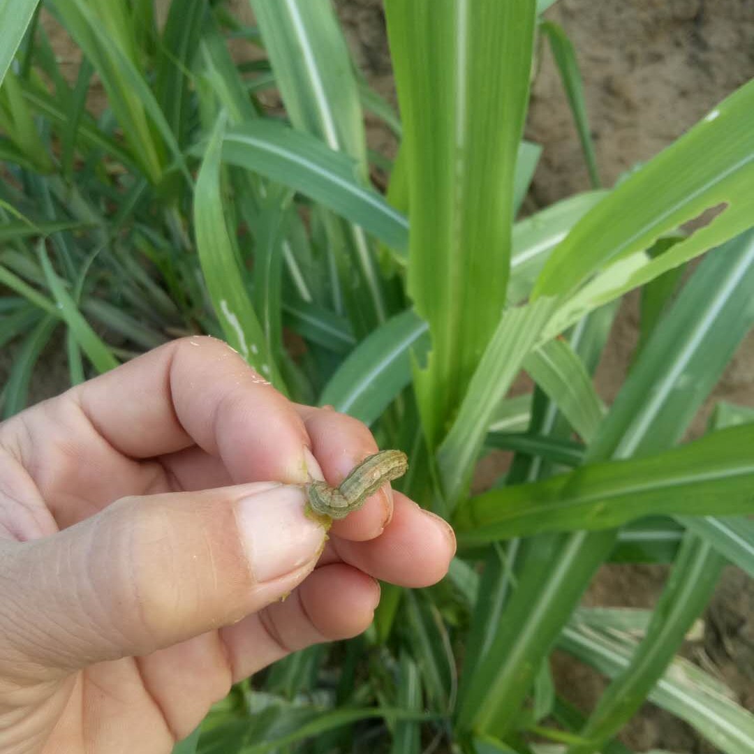甘蔗钻心虫螟虫食心虫防治甘蔗害虫一喷全灭杀虫百虫通用型