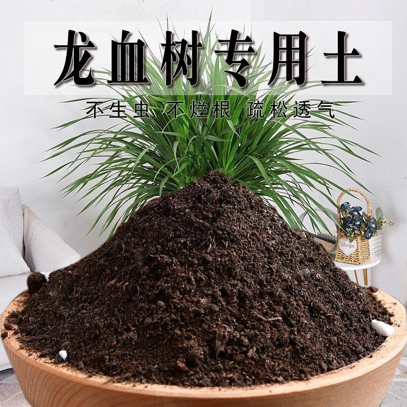 龙须树专用营养土均衡专用土养花种花土通用种植土有机土壤肥料