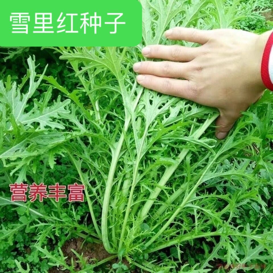 雪里红种子雪菜咸菜种子外婆菜四季蔬菜籽田园阳台小叶雪里蕻种子