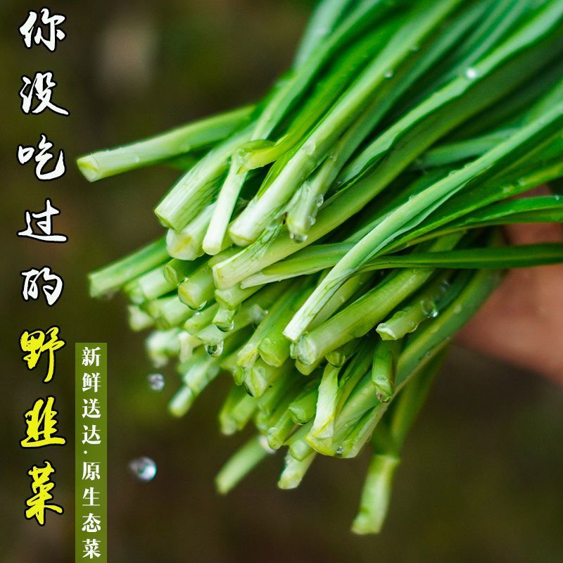 贵州大叶韭菜宽叶韭菜老品种韭菜山韭石韭新鲜野韭菜清香好吃美食