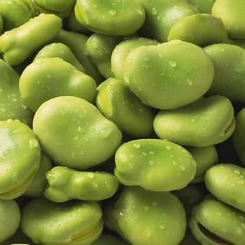 绿宝蚕豆种子秋冬绿宝七星特大高产蚕豆种子罗汉豆种籽早熟耐寒