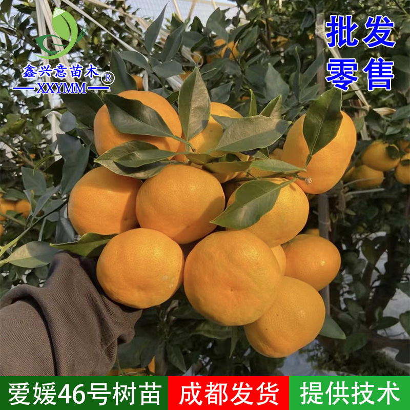 爱媛46号柑橘苗阿密达树苗早熟耙耙柑进口新品种柑橘苗嫁接果树苗