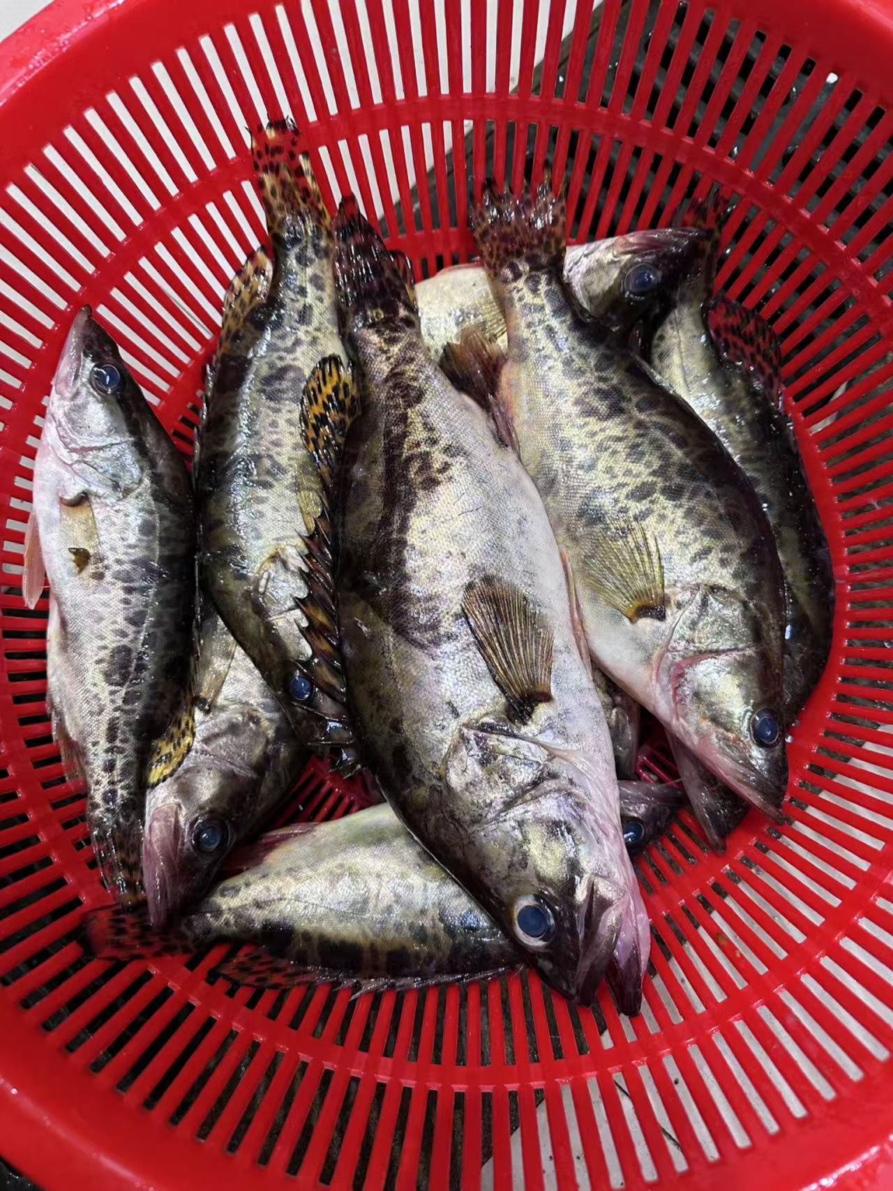 丹江口冷水鳜鱼（桂花鱼）