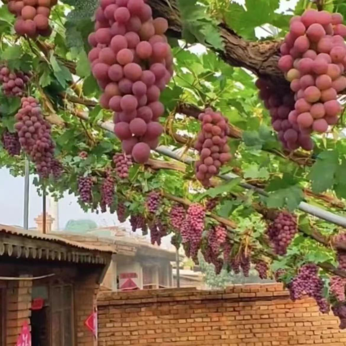 （爬藤王葡萄树苗）盆栽地栽南北方种植抗严寒 耐高温
