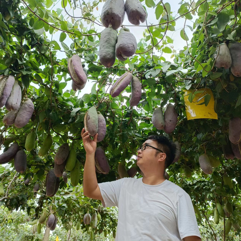 改良新品少籽八月瓜嫁接苗八月瓜嫁接大杯苗新品种多年生嫁接苗
