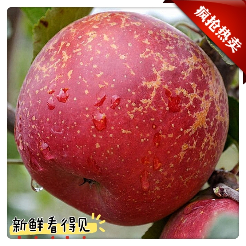正宗云南昭通丑苹果现摘现发新鲜脆甜多汁