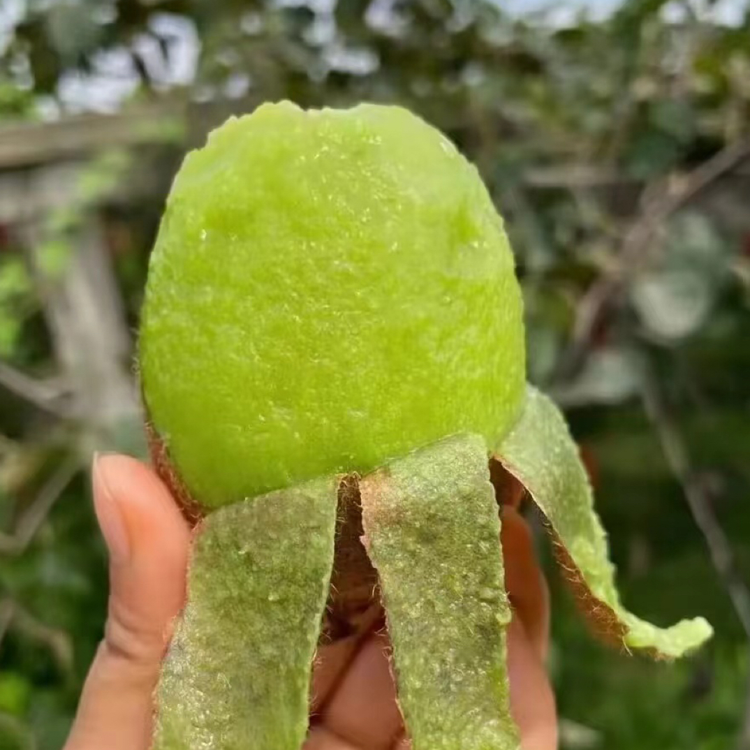 翠香猕猴桃顺丰包邮