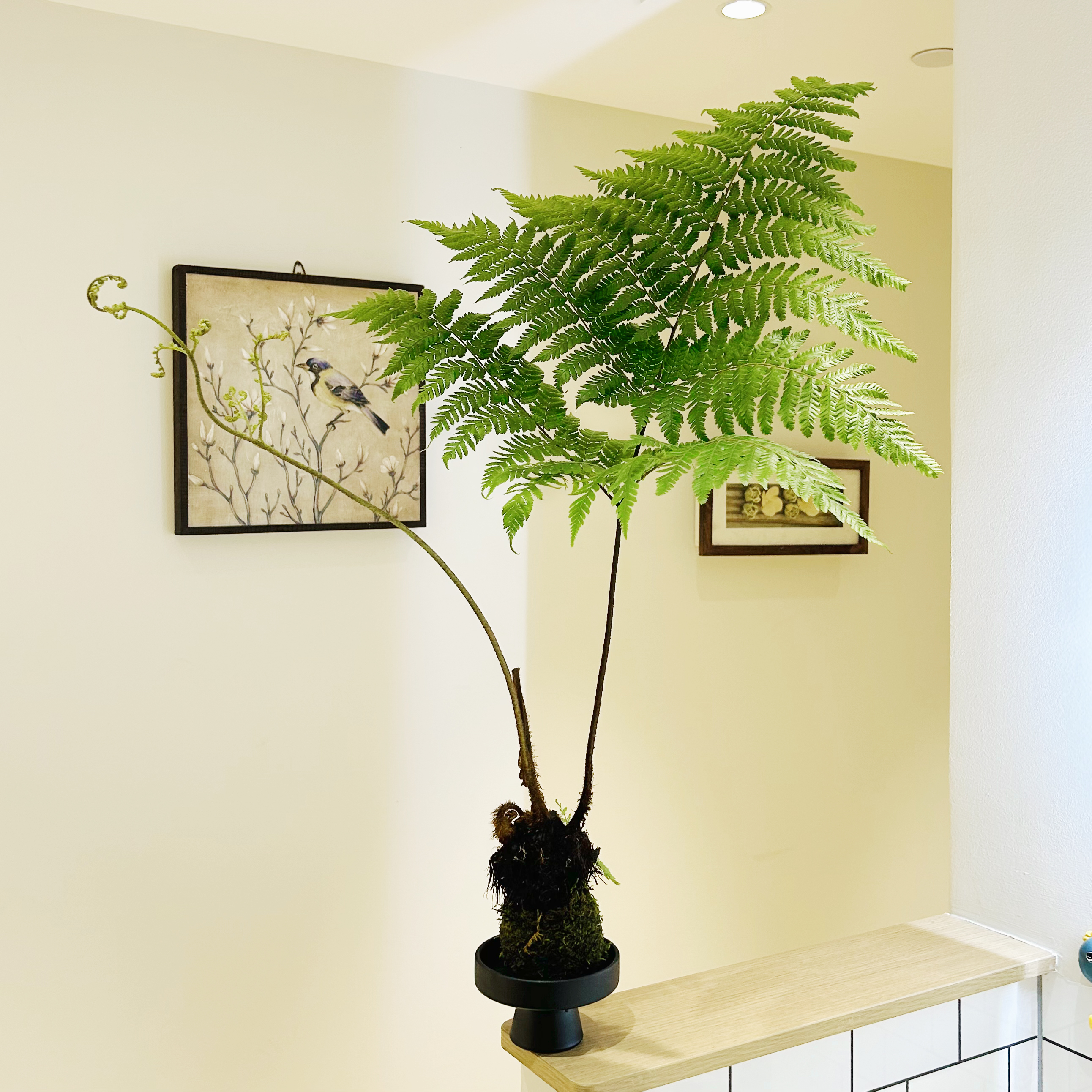 苔藓球红磷蕨富贵蕨禅意盆栽盆景室内客厅办公室桌面观叶花卉绿植