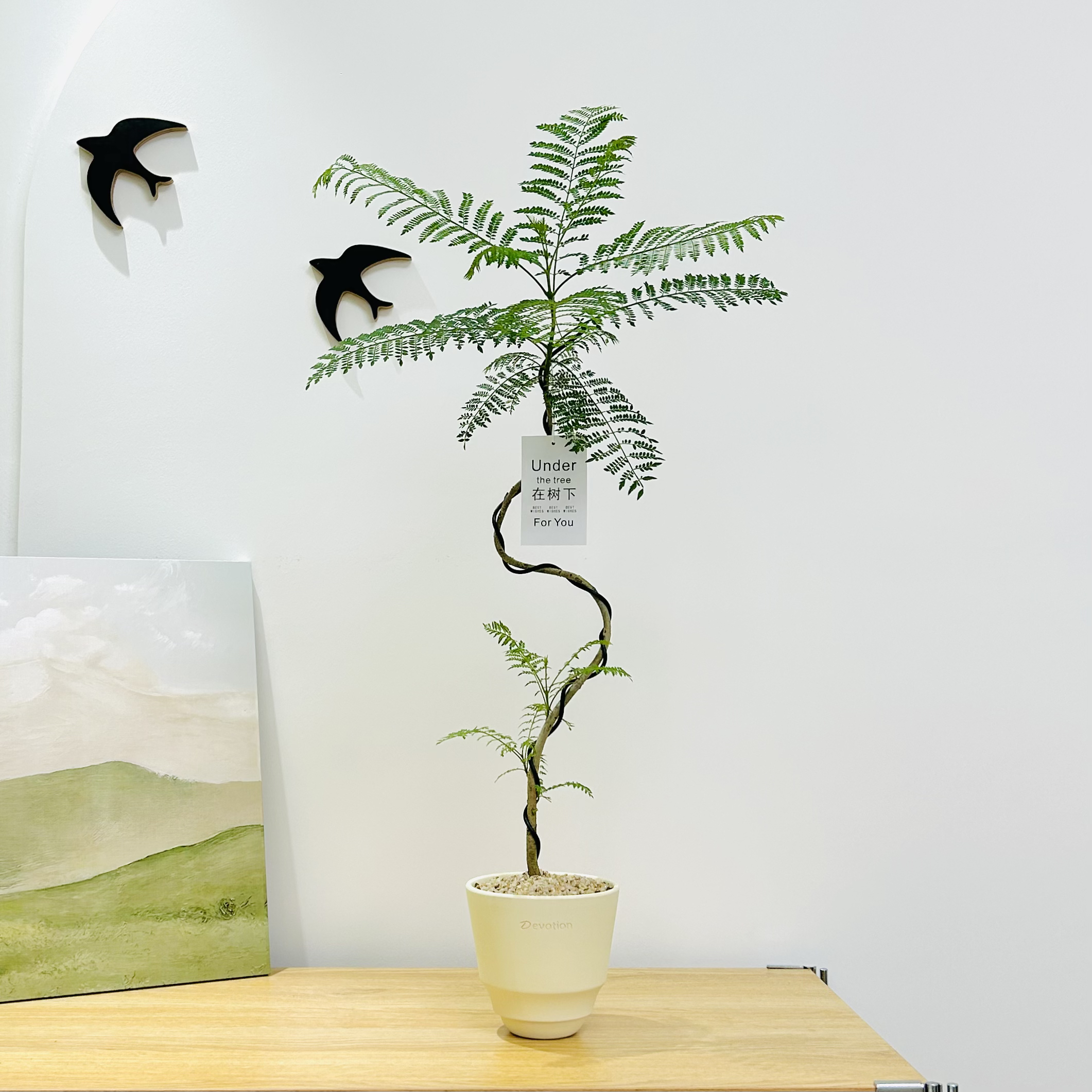 大苗S造型蓝花楹盆栽盆景室内客厅办公室前台桌面绿色花卉绿植