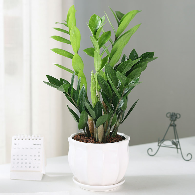 金钱树盆栽植物室内招财钱串子客厅小发财树耐阴办公室绿植好养活