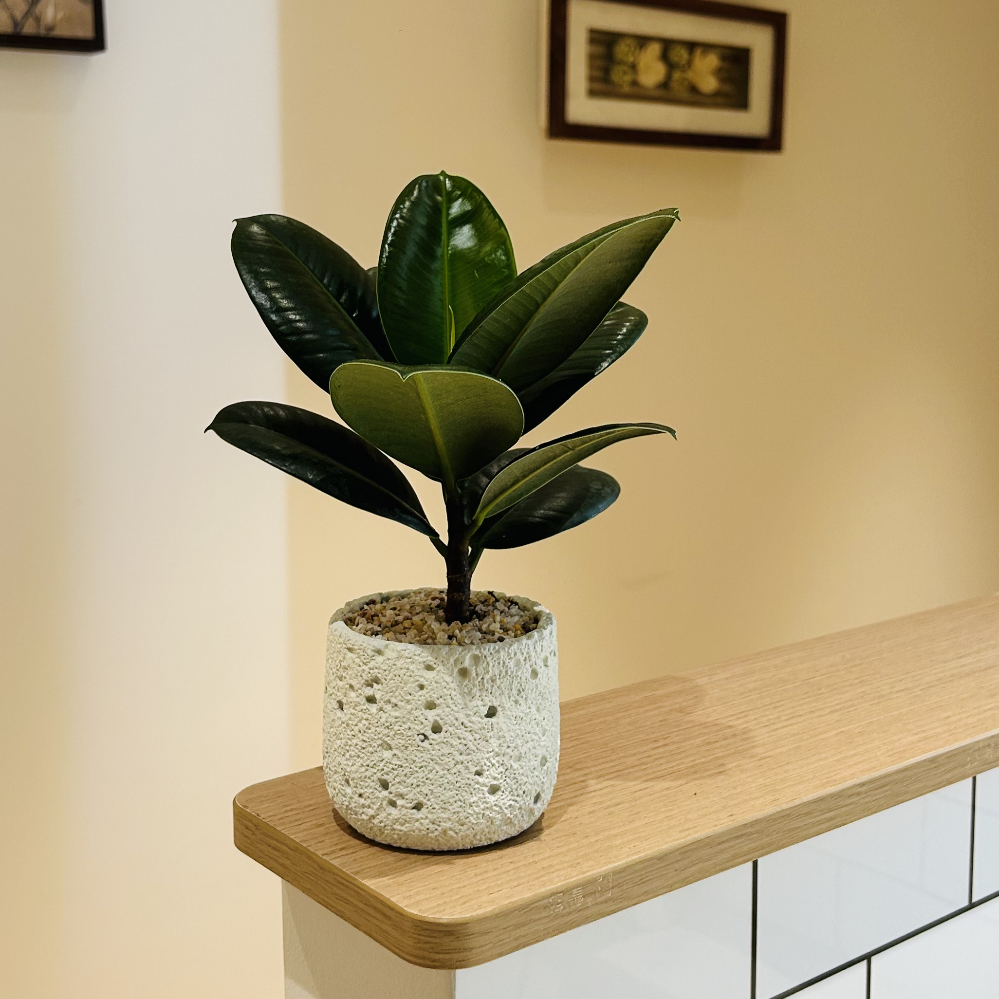 黑绿金刚橡皮树盆栽盆景室内客厅办公室前台桌面观叶趣味花卉绿植