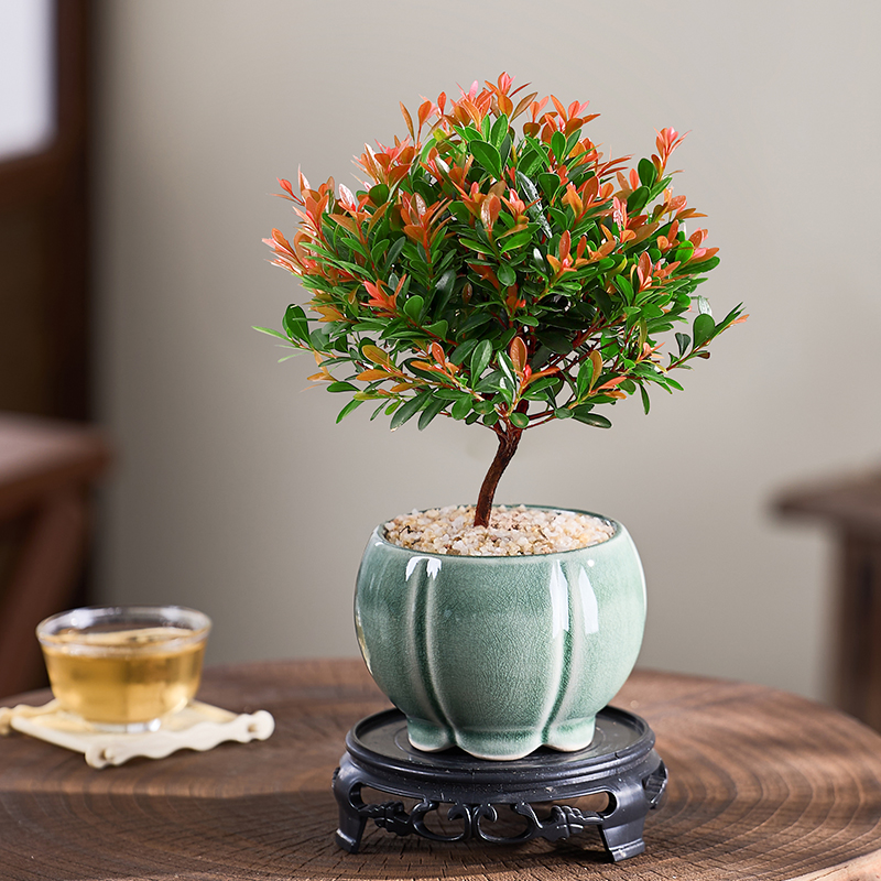 小叶赤楠绿植小盆栽高级感客厅办公室茶桌植物易活四季新中式花卉