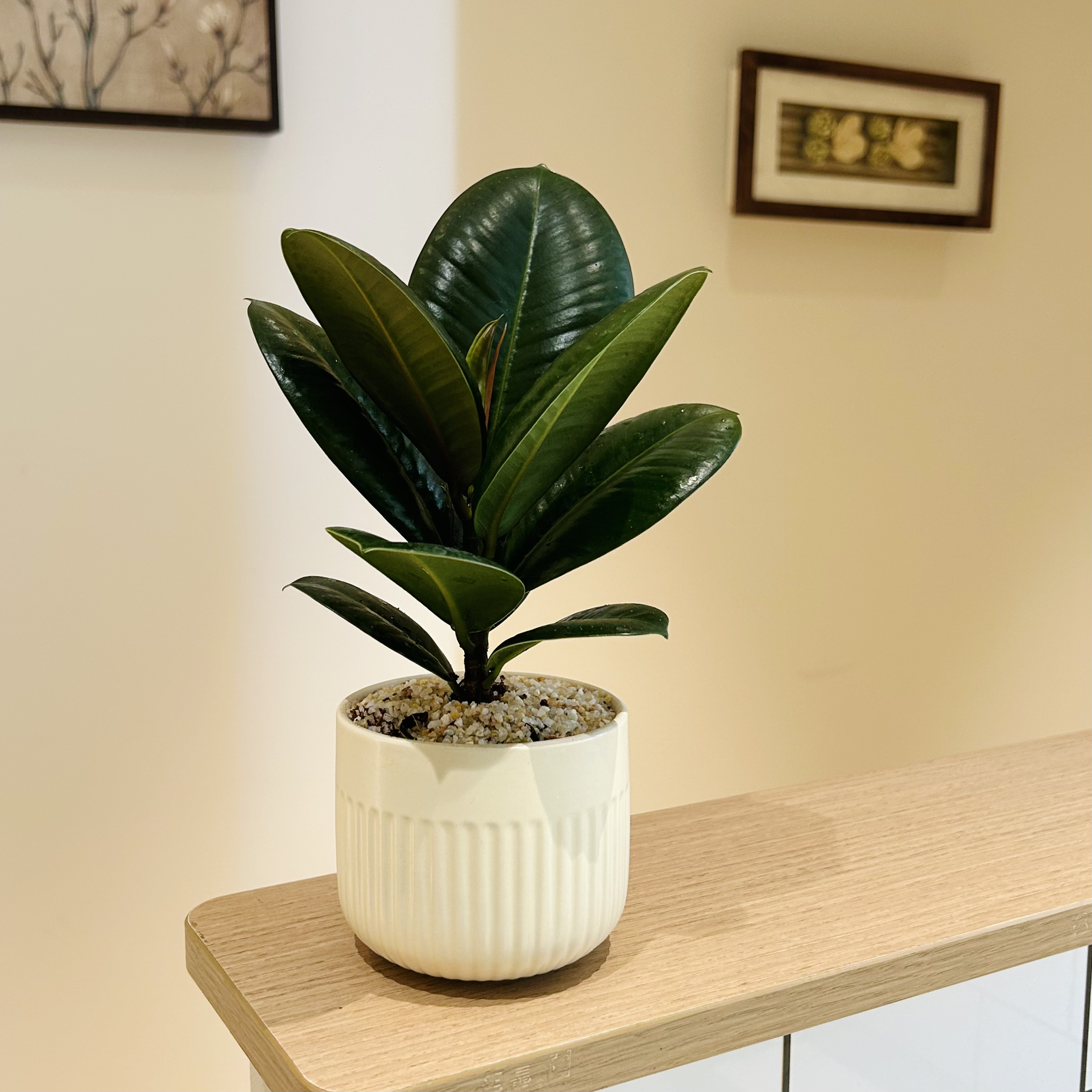 黑绿金刚橡皮树盆栽盆景室内客厅办公室前台桌面观叶趣味花卉绿植