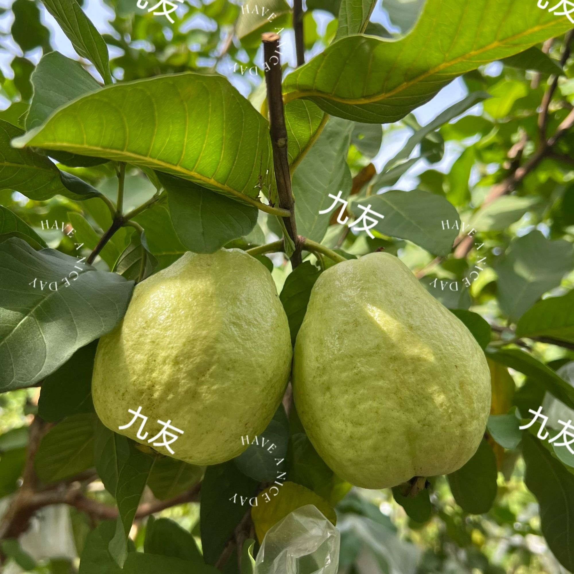 南沙区万顷沙番石榴芭乐新鲜采摘自家果园爽脆清甜健康有益