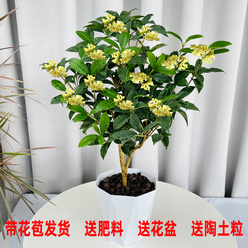 四季桂花盆栽开花带香味盆栽花阳台庭院好养的耐冻的室内露天植物