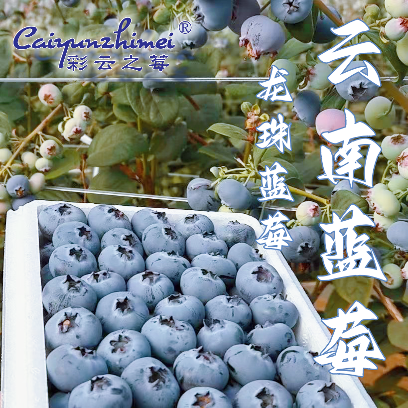 【1.6斤龙珠D09蓝莓】云南露天花香甜蓝莓新鲜现摘当季水果顺丰空运