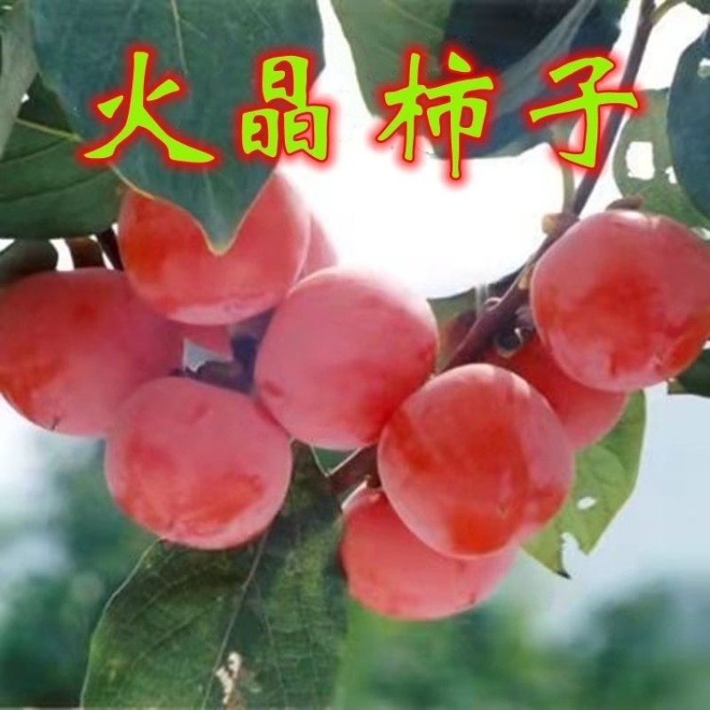 嫁接柿子树苗 火晶树苗 红如火临潼火晶柿子果树苗 庭院当年结果