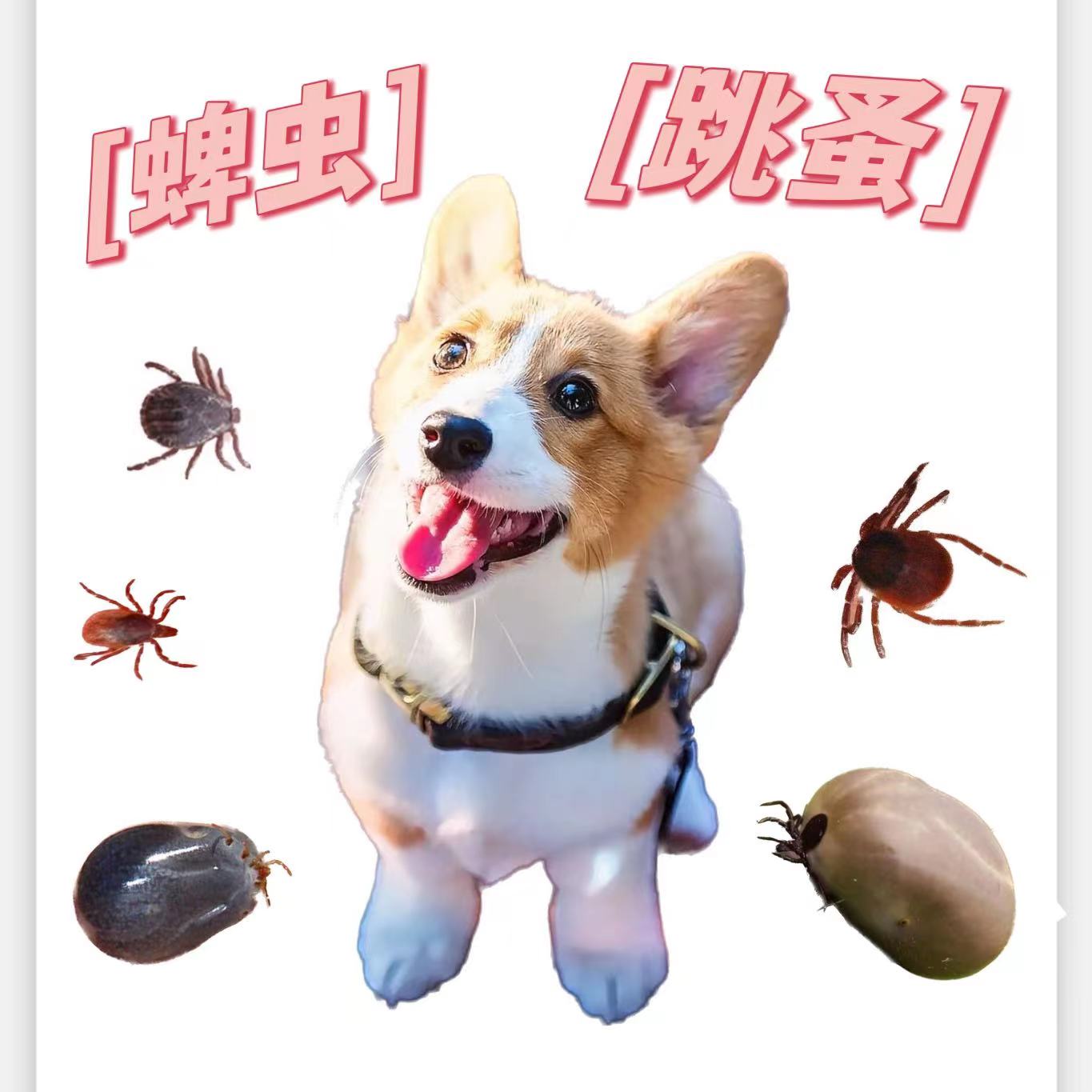 宠物驱虫粉猫狗狗狗通用除蜱虫跳蚤体内外驱虫粉专用滑石粉蜱虫粉