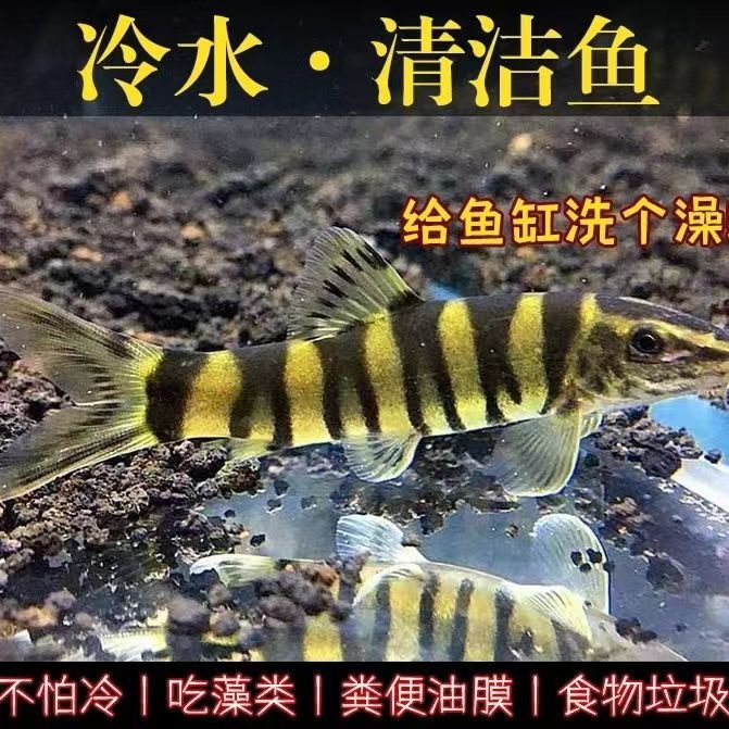 壮体沙鳅原生冷水鱼漓江副鳅底层工具鱼吃残渣粪便清洁鱼观赏鱼
