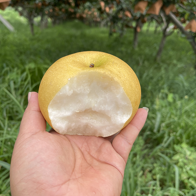 CDZF正宗莱阳秋月梨4.5斤装精选大果4到6粒无痕发货支持一件代发