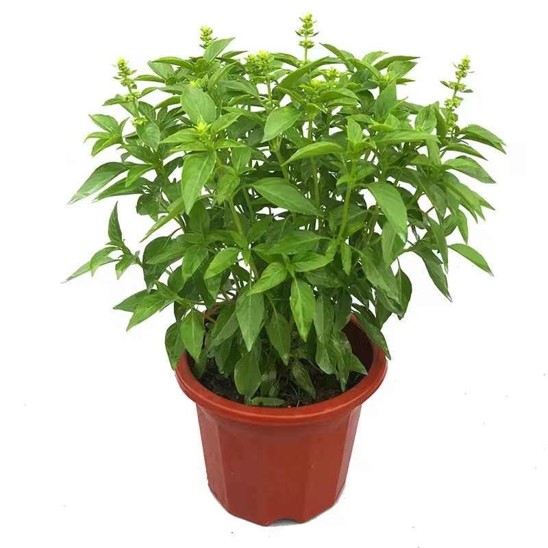 可食用金不换驱蚊九层塔炒花甲可食用香草三杯鸡阳台好养盆栽绿植