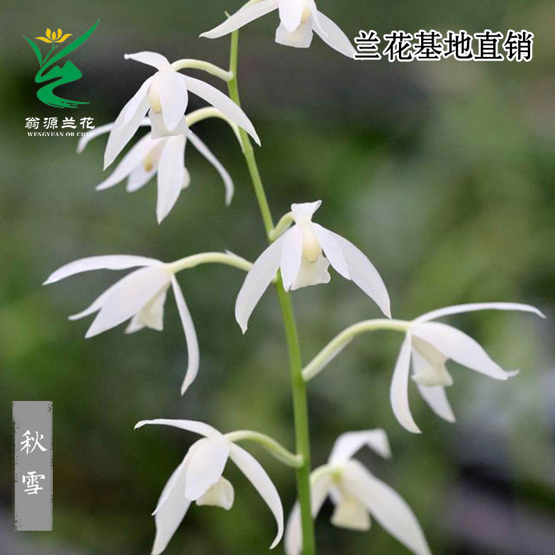 翁源兰花苗四季建兰老种秋雪素心白雪公主带花浓香好易养室内花卉