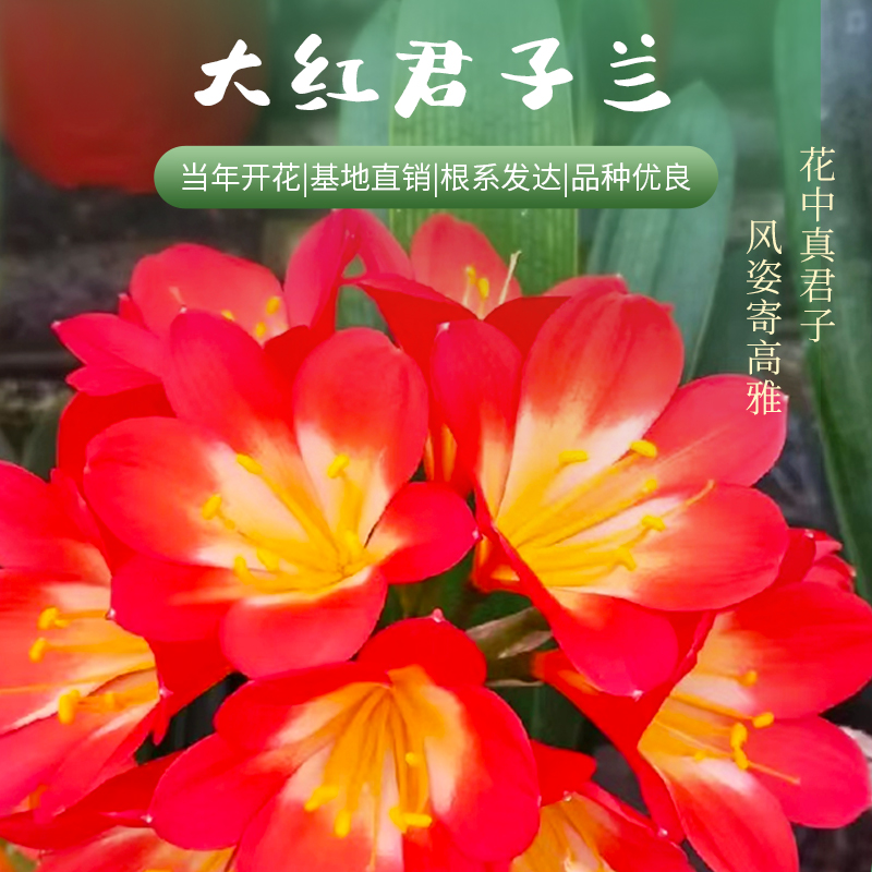 正宗原生精品君子兰客厅绿植大盆栽室内庭院（原盆原土）