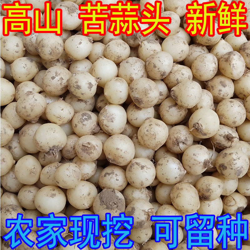 苦蒜头新鲜 小根葱野小蒜团葱野葱薤白野葱头苦藠农家种植可盆栽