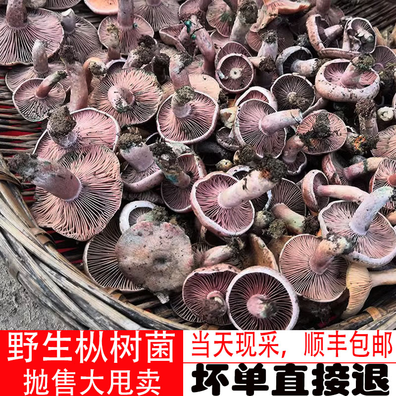 寒菌现采三九菇野生菌松树菌蘑菇新鲜乌香枞菌雁来蕈松乳菇九月香