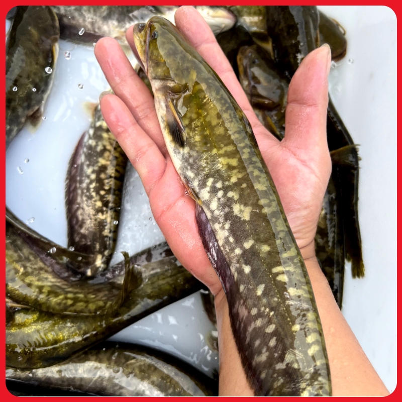 四川土鲶鱼本地鲶小口鲶河鲶杂鱼克星淡水养殖食用观赏均可