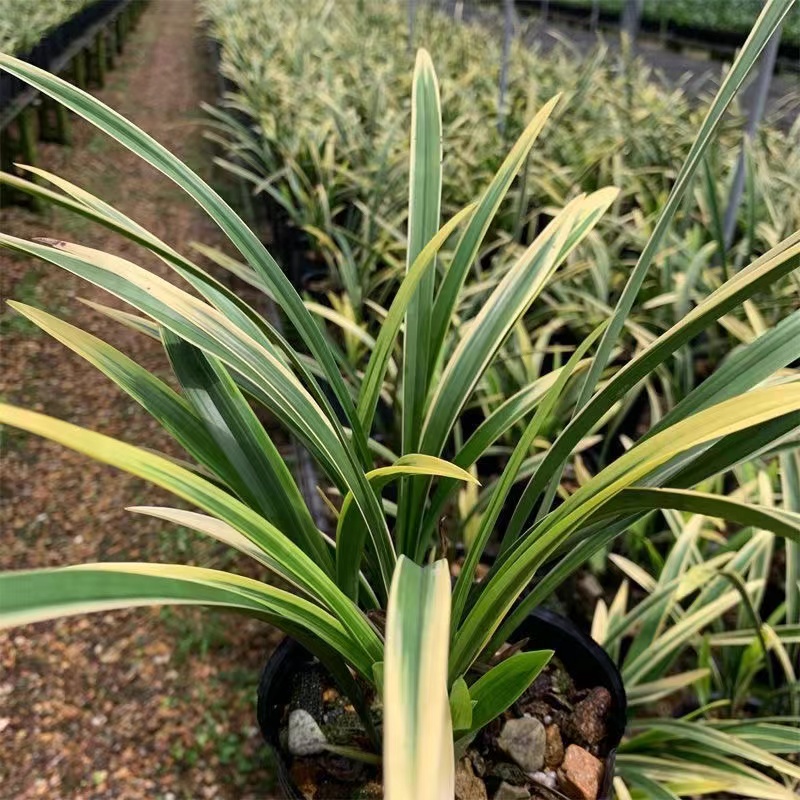 兰花四季兰带花苞（金边铁骨锦旗）浓香型7-11月份花期开花次多好养
