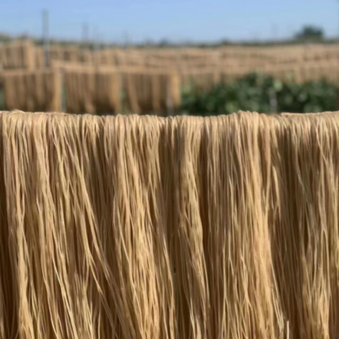 〔大姗姗专属〕手工红薯粉条5斤。