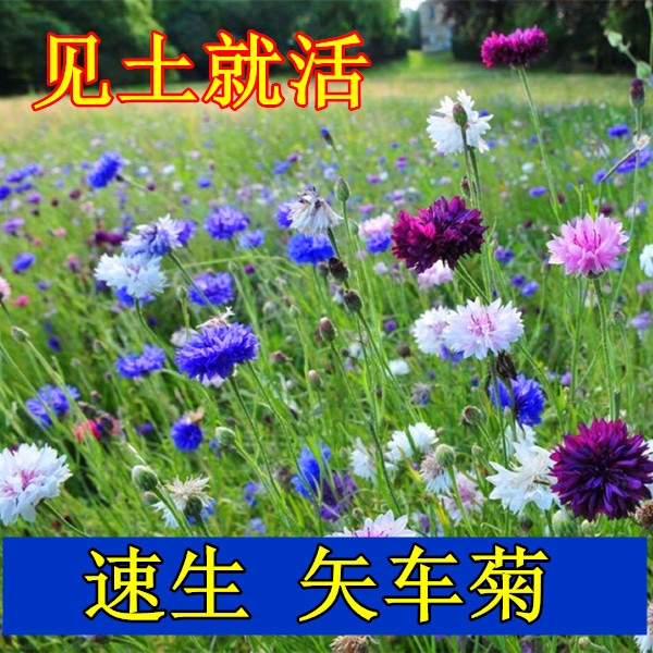 矢车菊花种子四季播种开花耐寒绿化室外庭院盆栽蓝宝石花卉种籽孑
