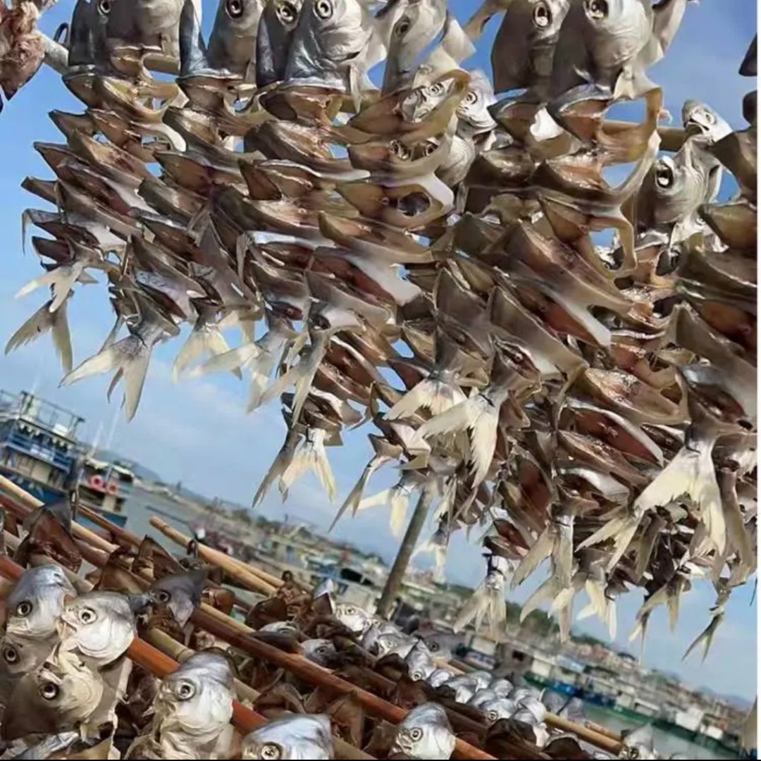 广东阳江沙扒湾船晒风味深海淡口金鲳鱼干独立包装单条125g至500g