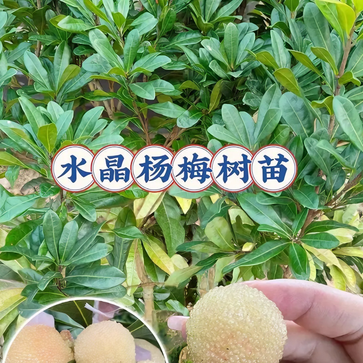 水晶杨梅树苗正宗盆栽果树纯甜王子安海杨梅苗盆栽果树苗水晶杨梅