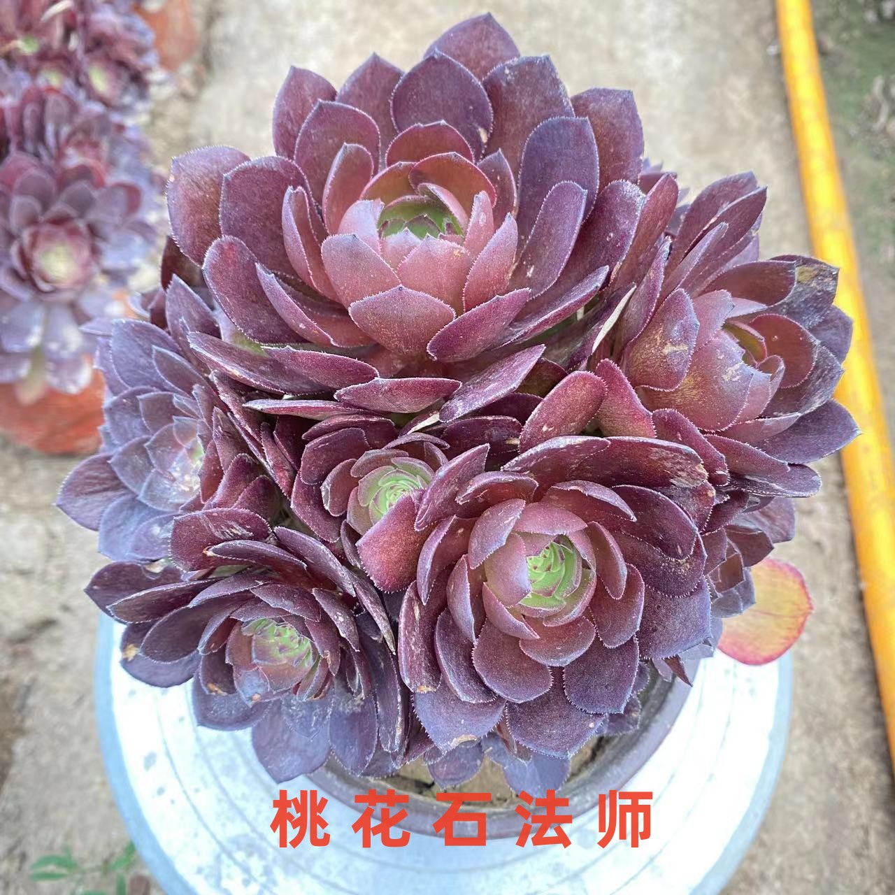 桃花石红魔多肉植物法师手捧花型正多头红色新品好养活花卉盆栽