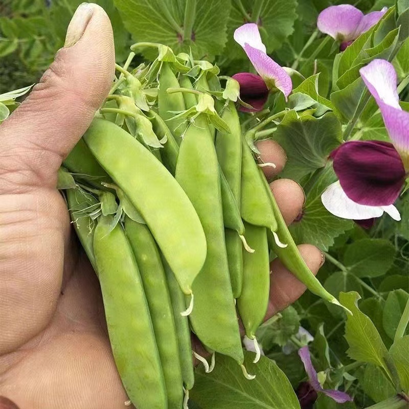 （全场满5元包邮）红花604荷兰豆种子秋冬季甜脆豆蔬菜香菜种子
