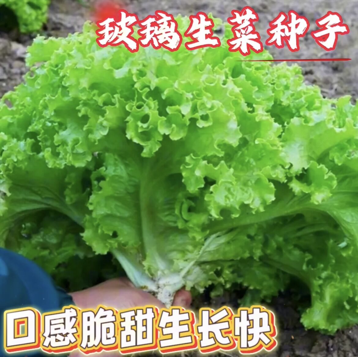 （全场满5元包邮）四季玻璃阳台生菜种子茼蒿菜奶油生菜蔬蔬菜种子