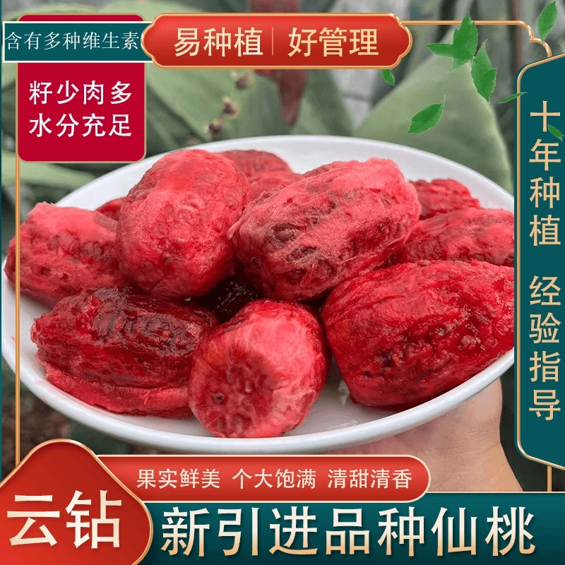 【云钻】正宗可食用仙人掌多肉盆栽种植片结果绿植物盆栽地栽易种植
