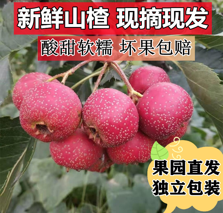 新鲜山楂果大山楂山里红果冰糖葫芦金星五棱独立包装