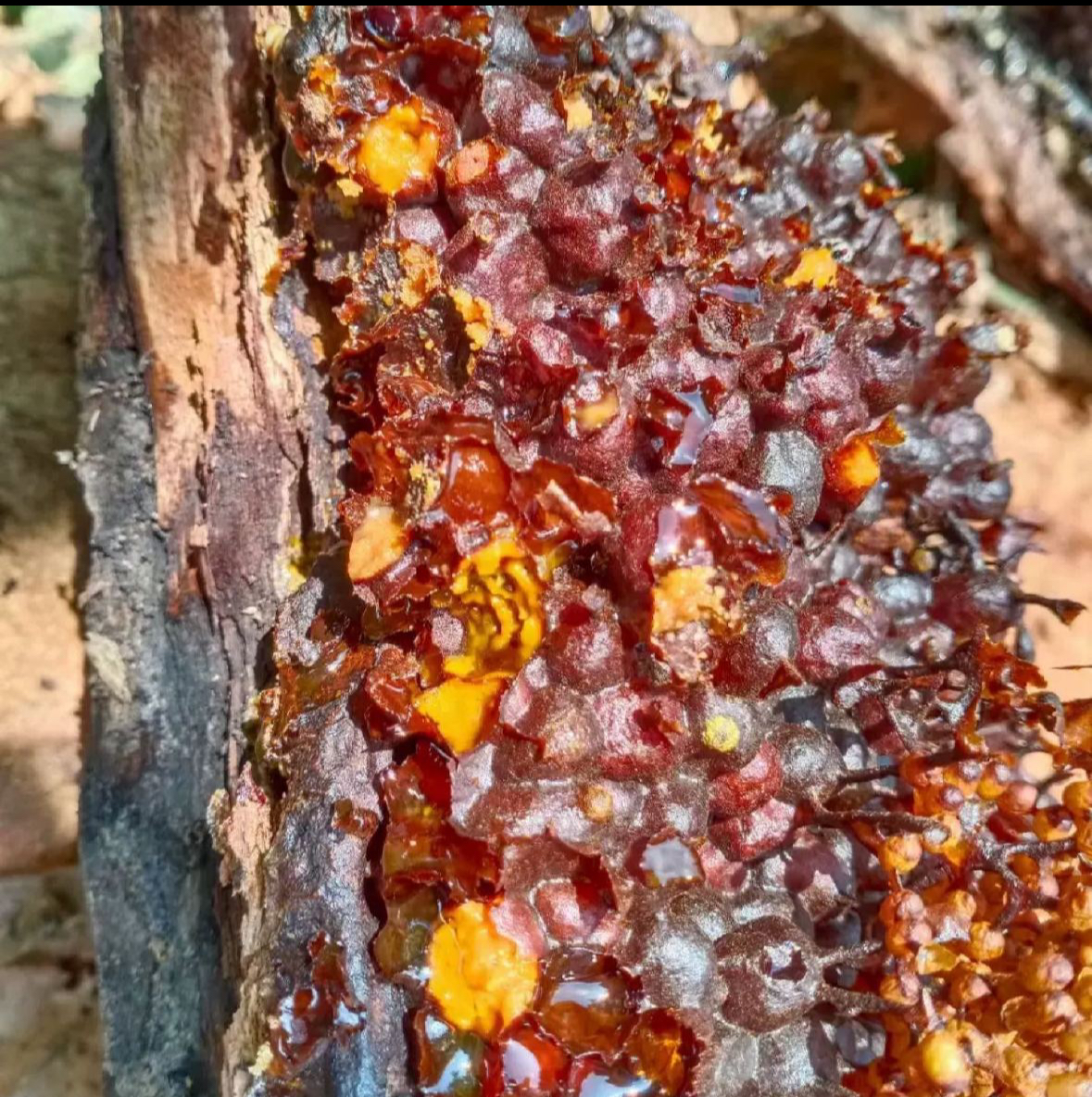 野外酸蜂蜜天然稀有云南德宏州西双版纳临沧普洱百花蜜树酸土酸