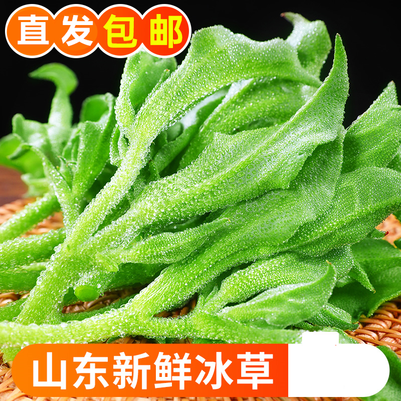 山东新鲜冰草冰菜鲜嫩火锅蔬菜即食生吃沙拉菜凉拌1/5斤包邮