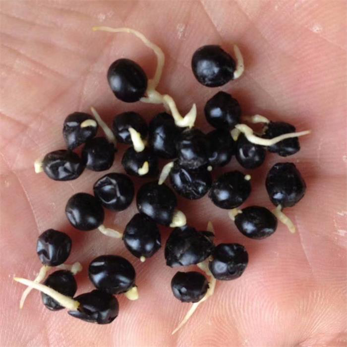 2024年新产射干子三年生绿化草坪种子