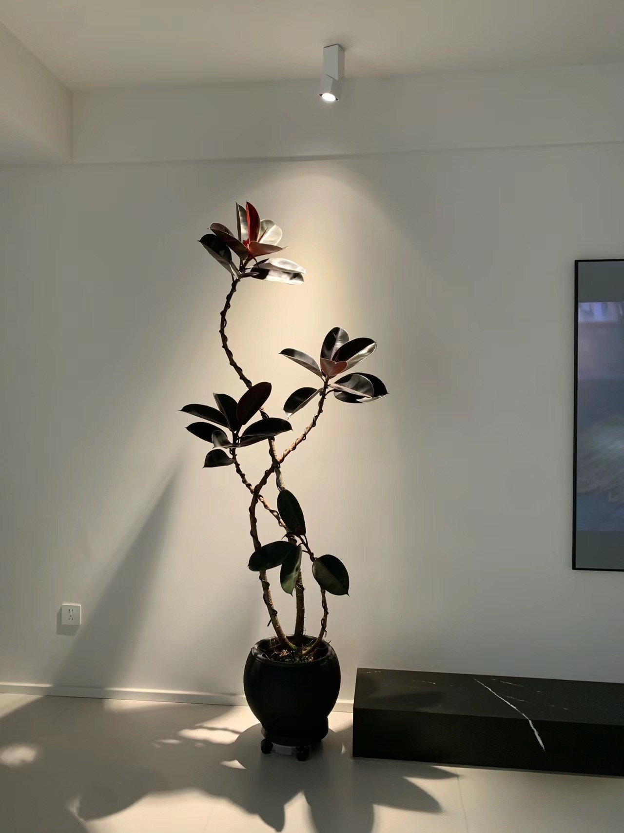 黑金刚橡皮树独特造型北欧风格吸甲醛净化空气室内室外优雅美盆栽