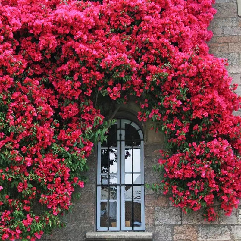 四季红木香带花苞花苗盆栽庭院黄木香白木香浓香爬藤爬墙植物地载