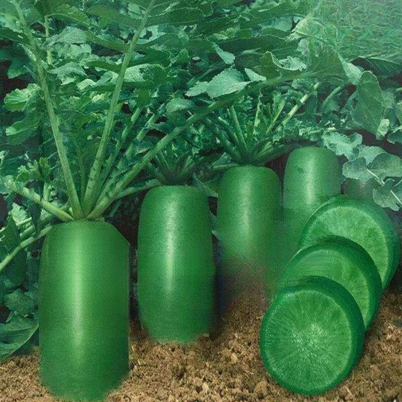 冰糖水果萝卜种子生吃脆甜农家蔬菜种孑四季播种耐热绿萝卜种子